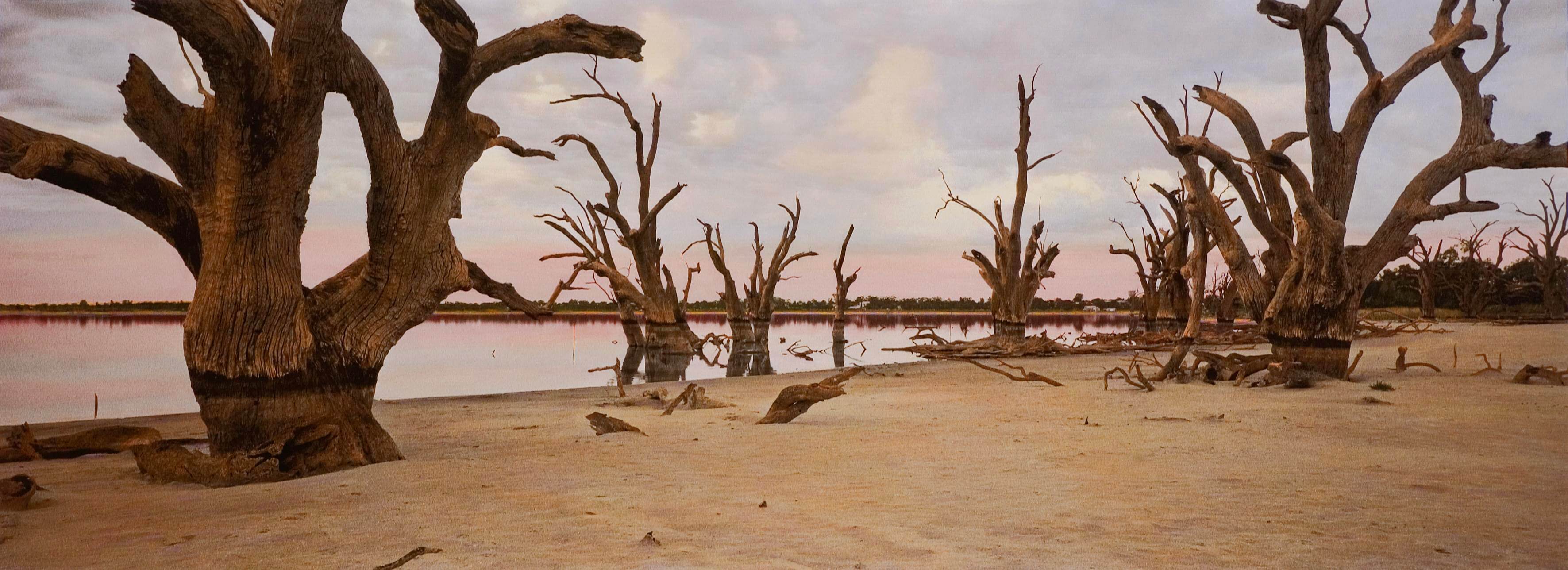 Ring tree, Nookamka Lake