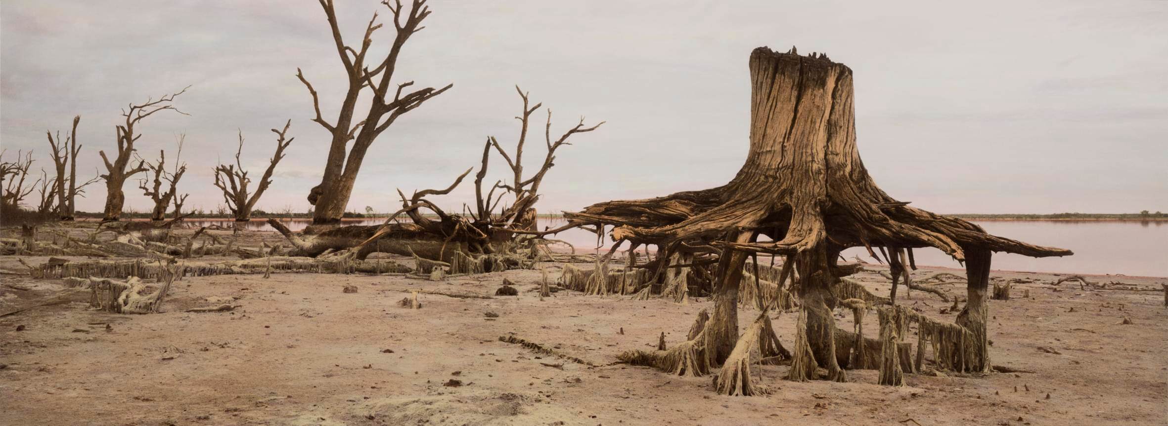 Ringbarked II, Nookamka Lake, 2009_on canvas