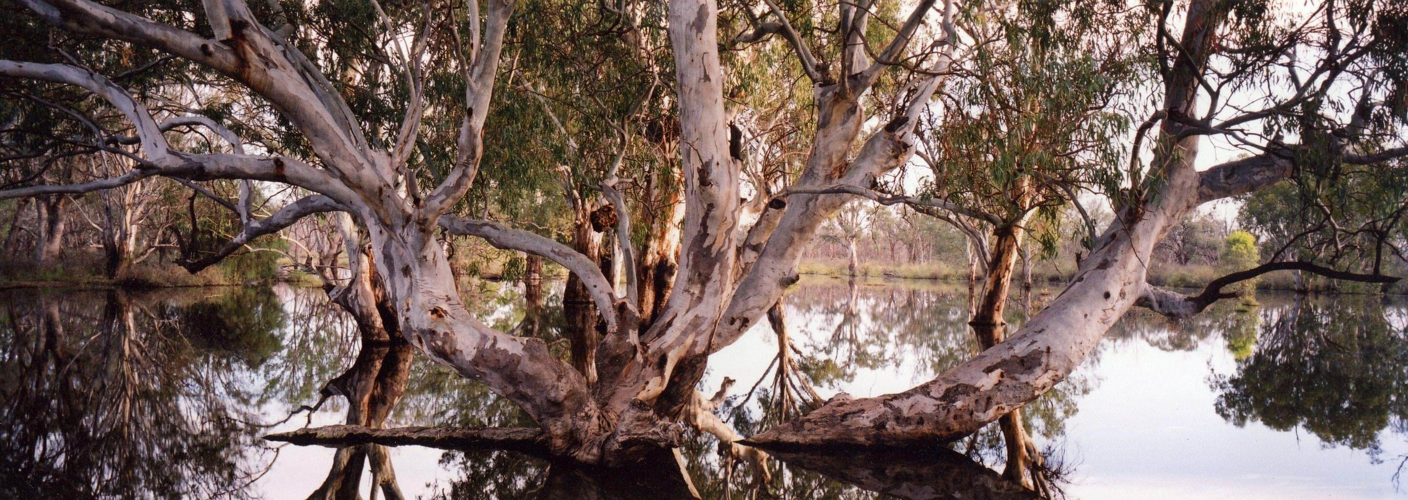 Colour flooded gum