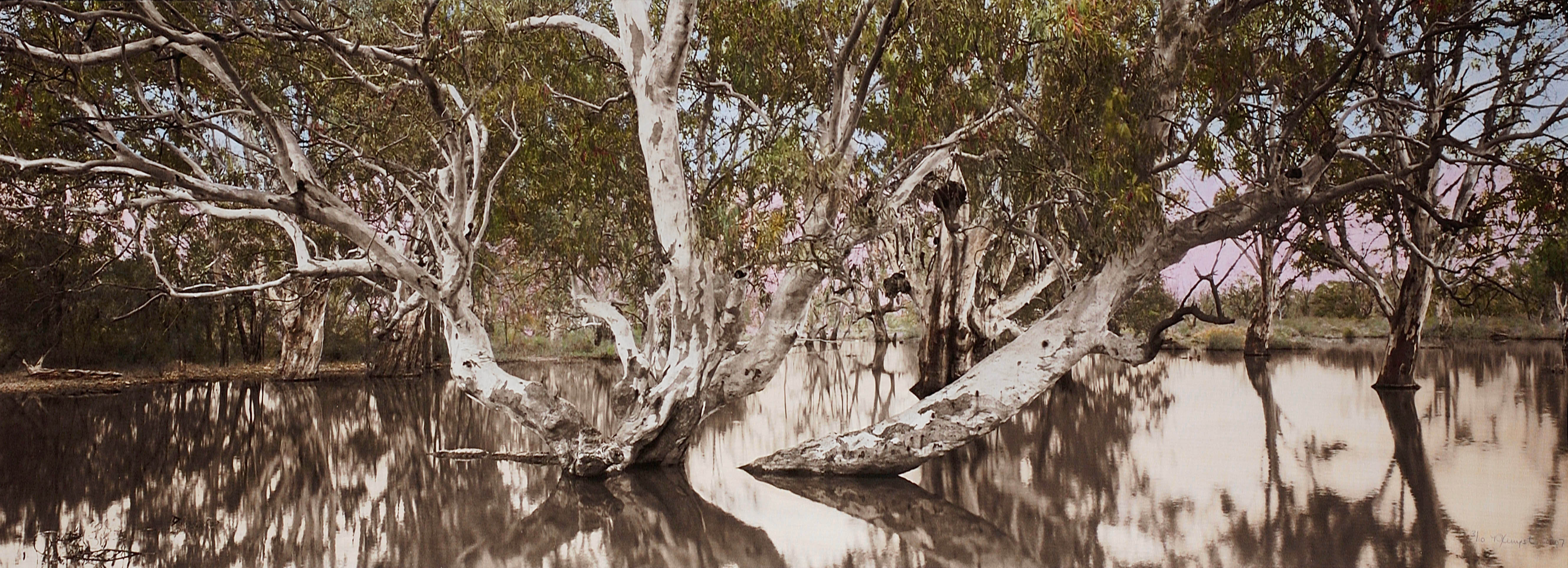 Flooded Gum_Katarapko Creek