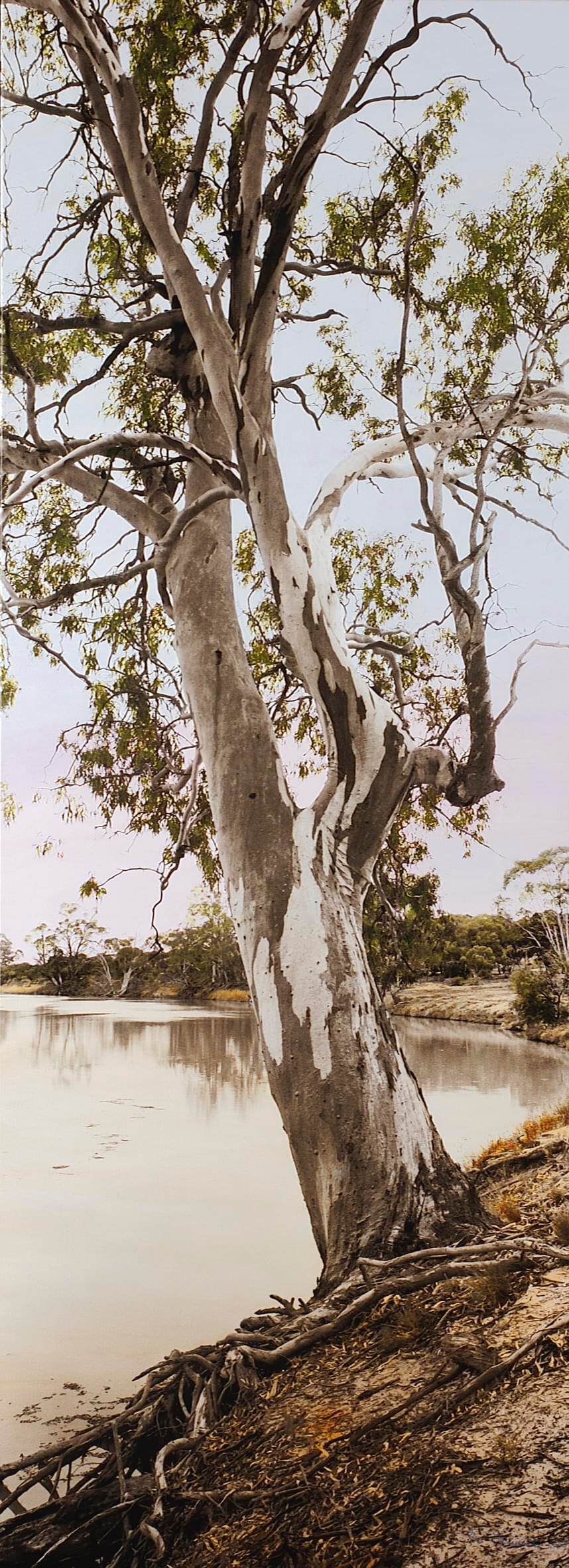 Campsite No17_Katarapko Creek III_Murray River National Park.jpg