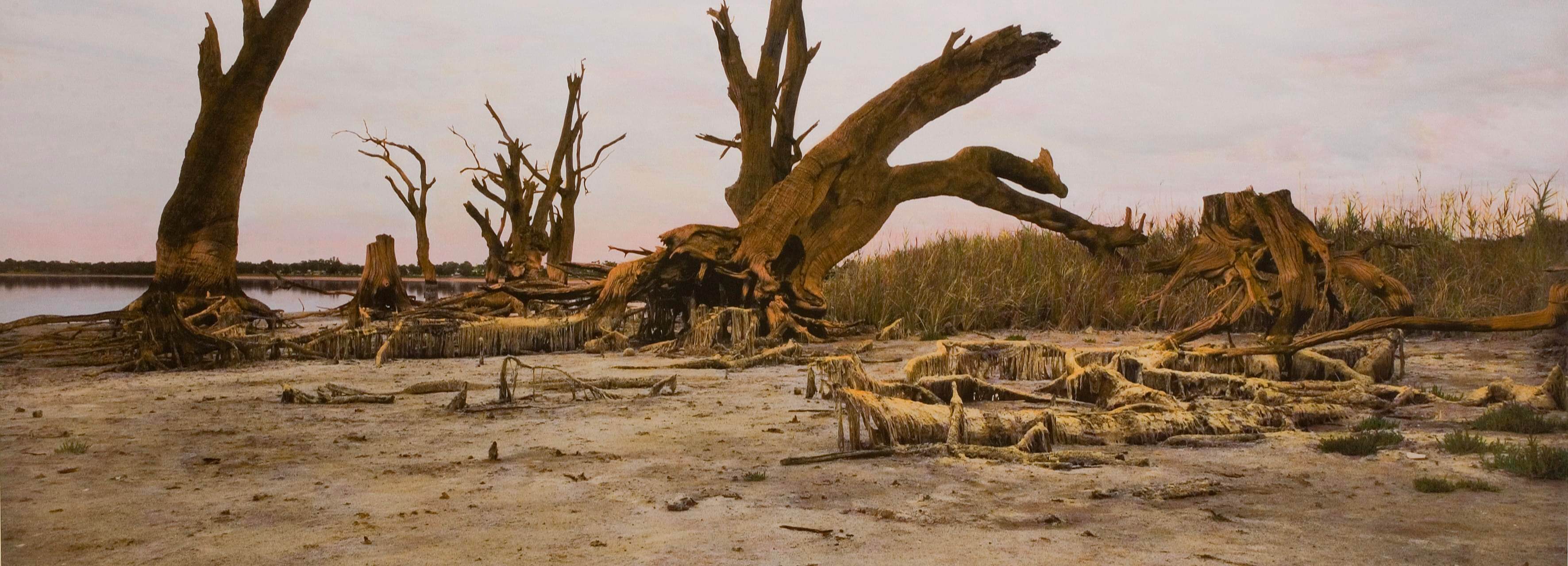 Scar tree, Nookamka Lake