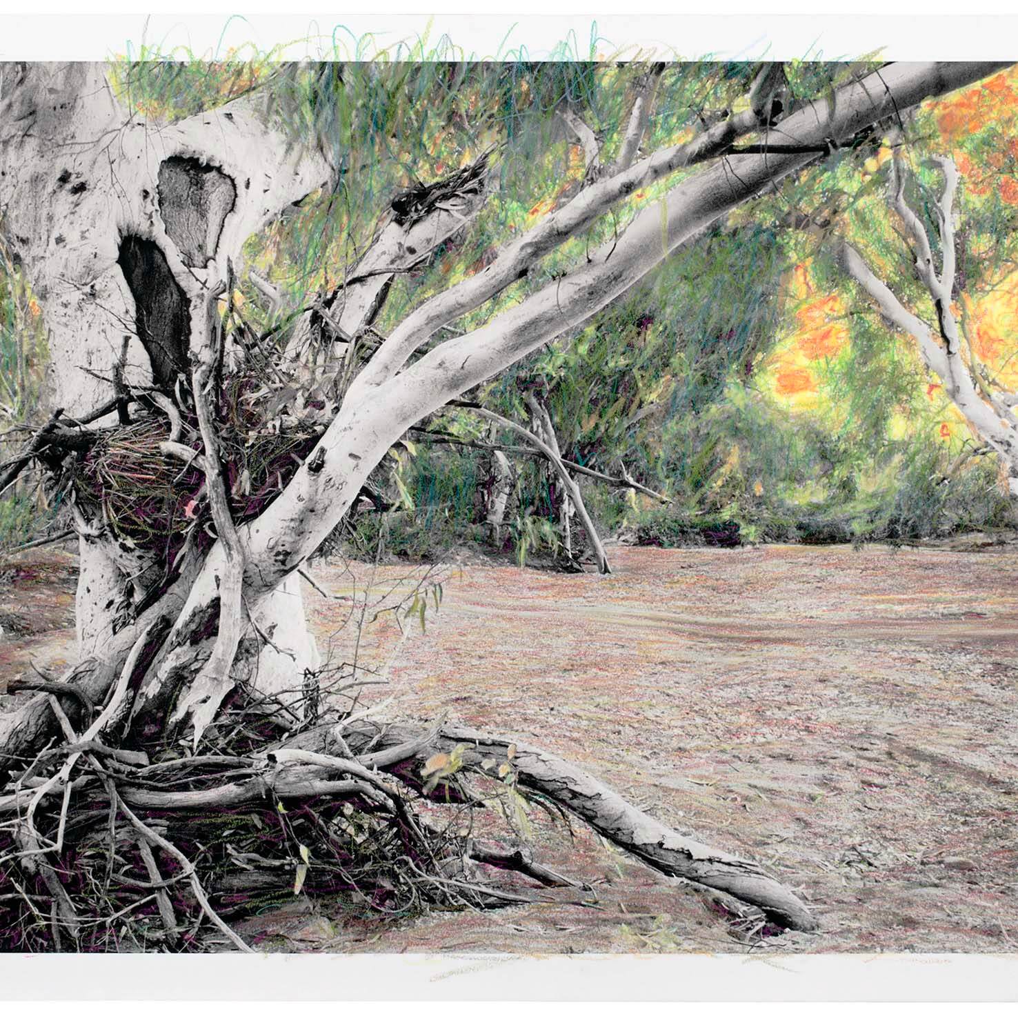 Scar tree Barkindji Country work on paper
