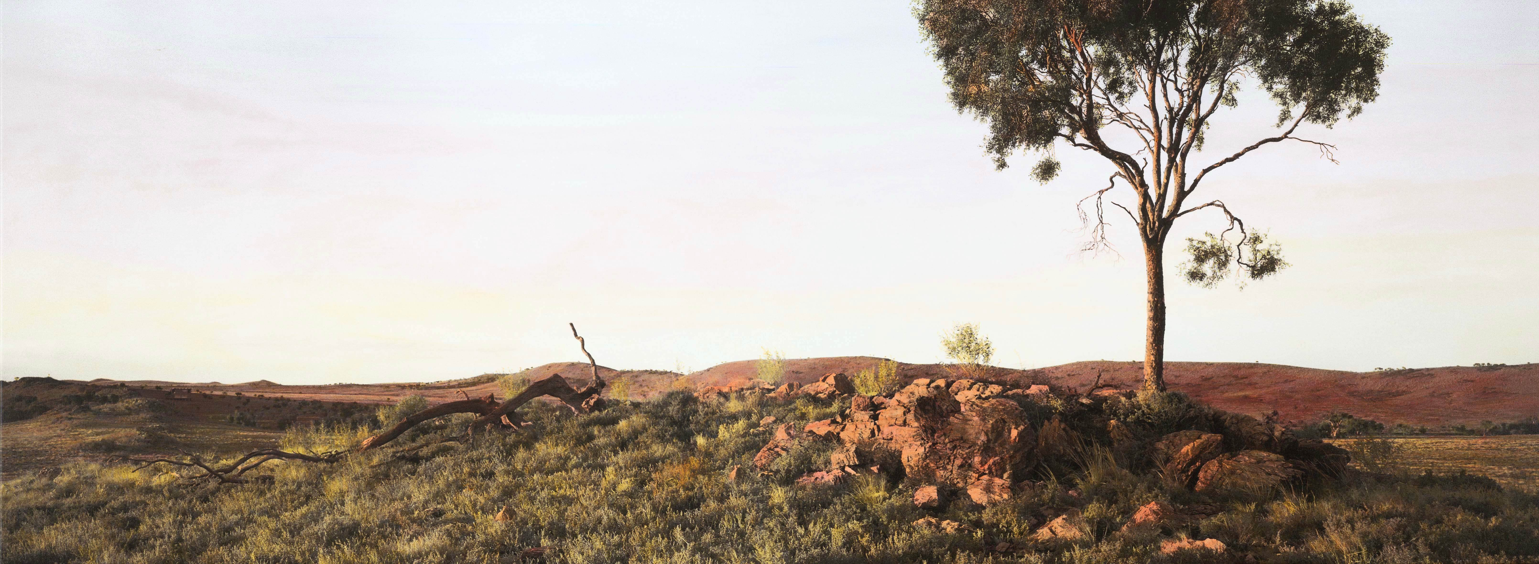 Leopard tree IV_File 1_2197a