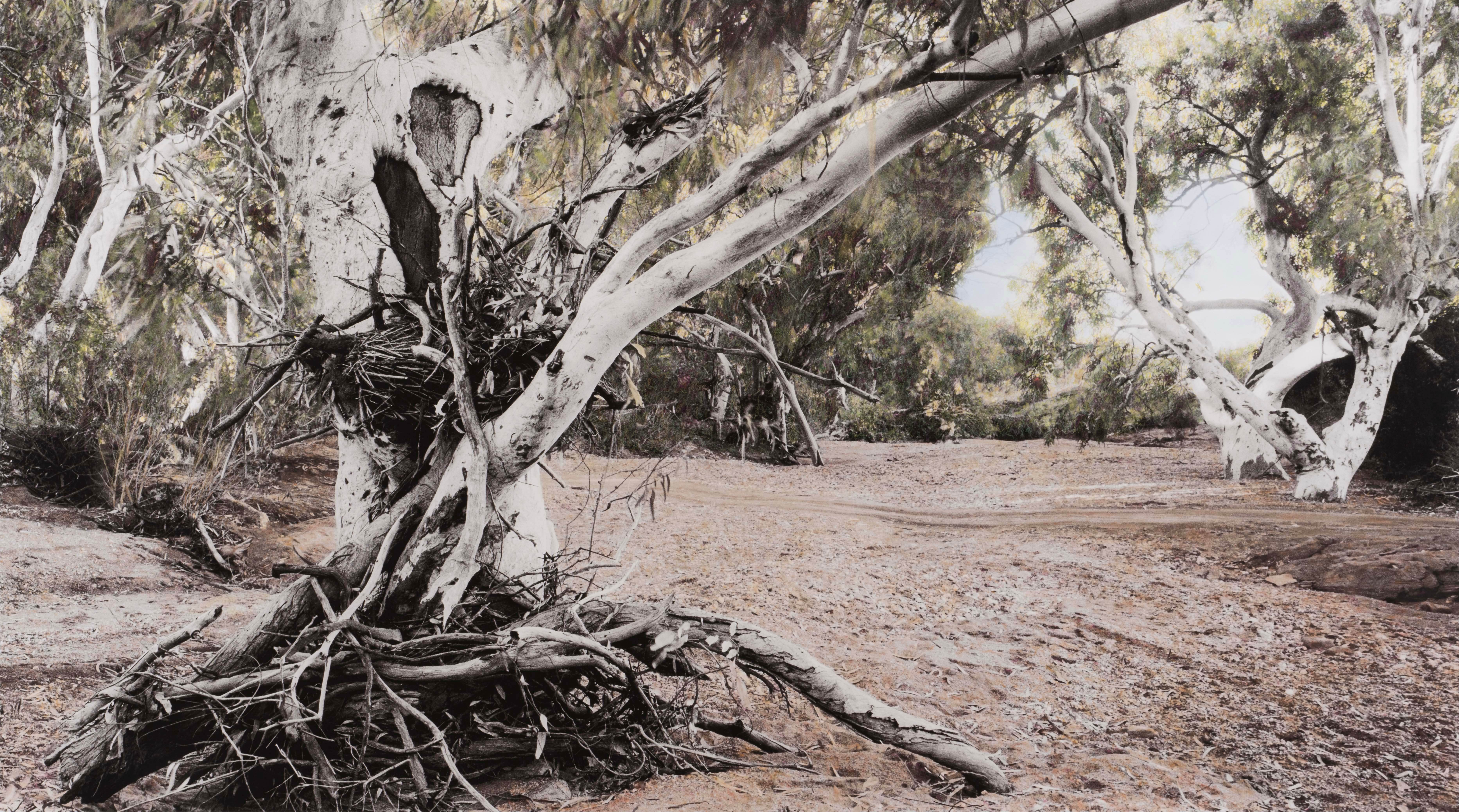 Nici Cumpston_Scar tree