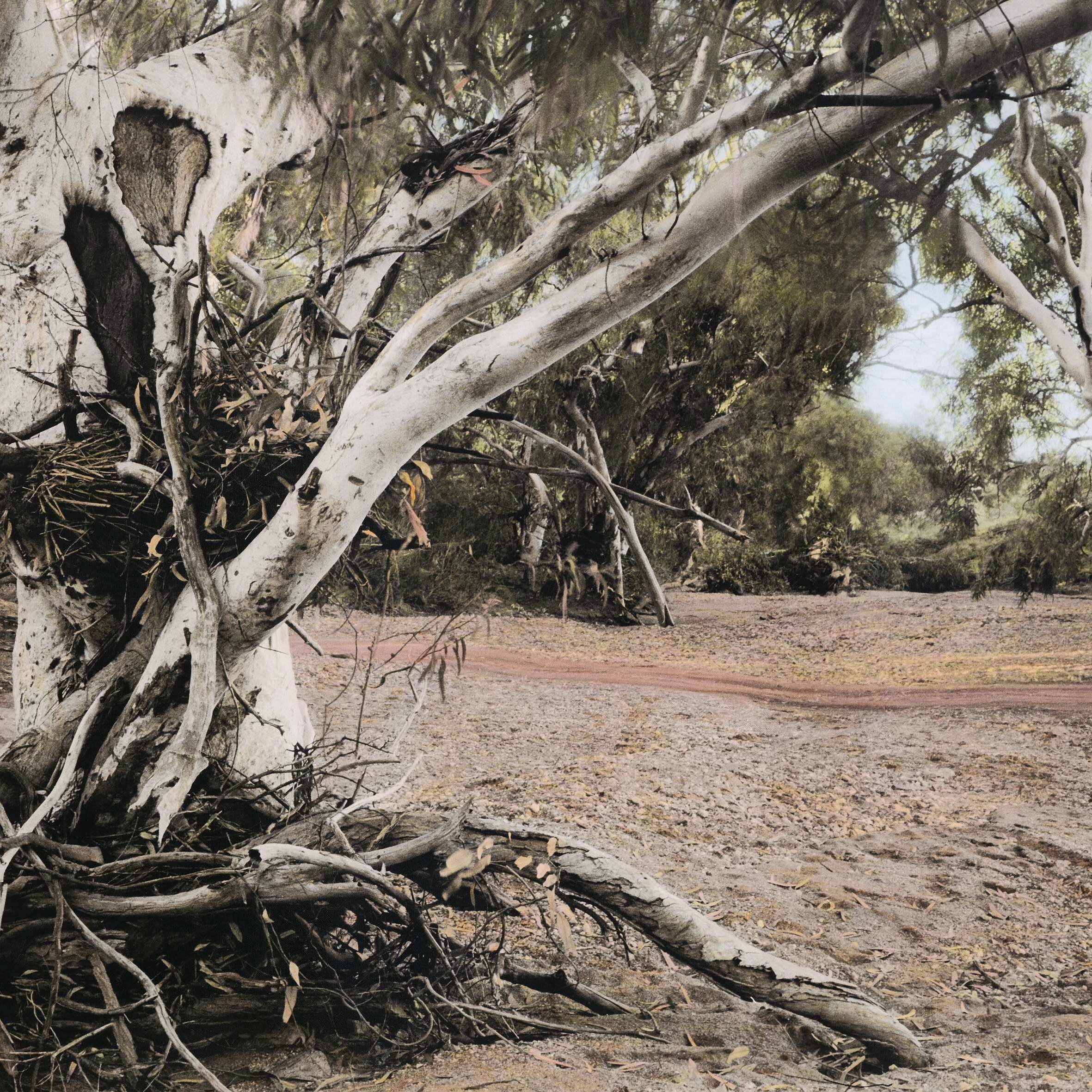 Scar tree, Fowlers Creek a