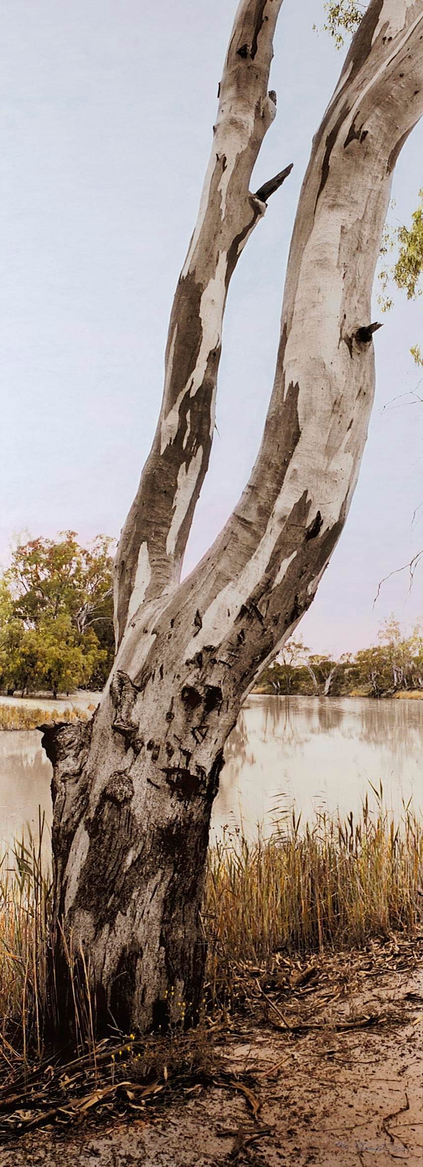Campsite No17_Katarapko Creek II_Murray River National Park.jpg