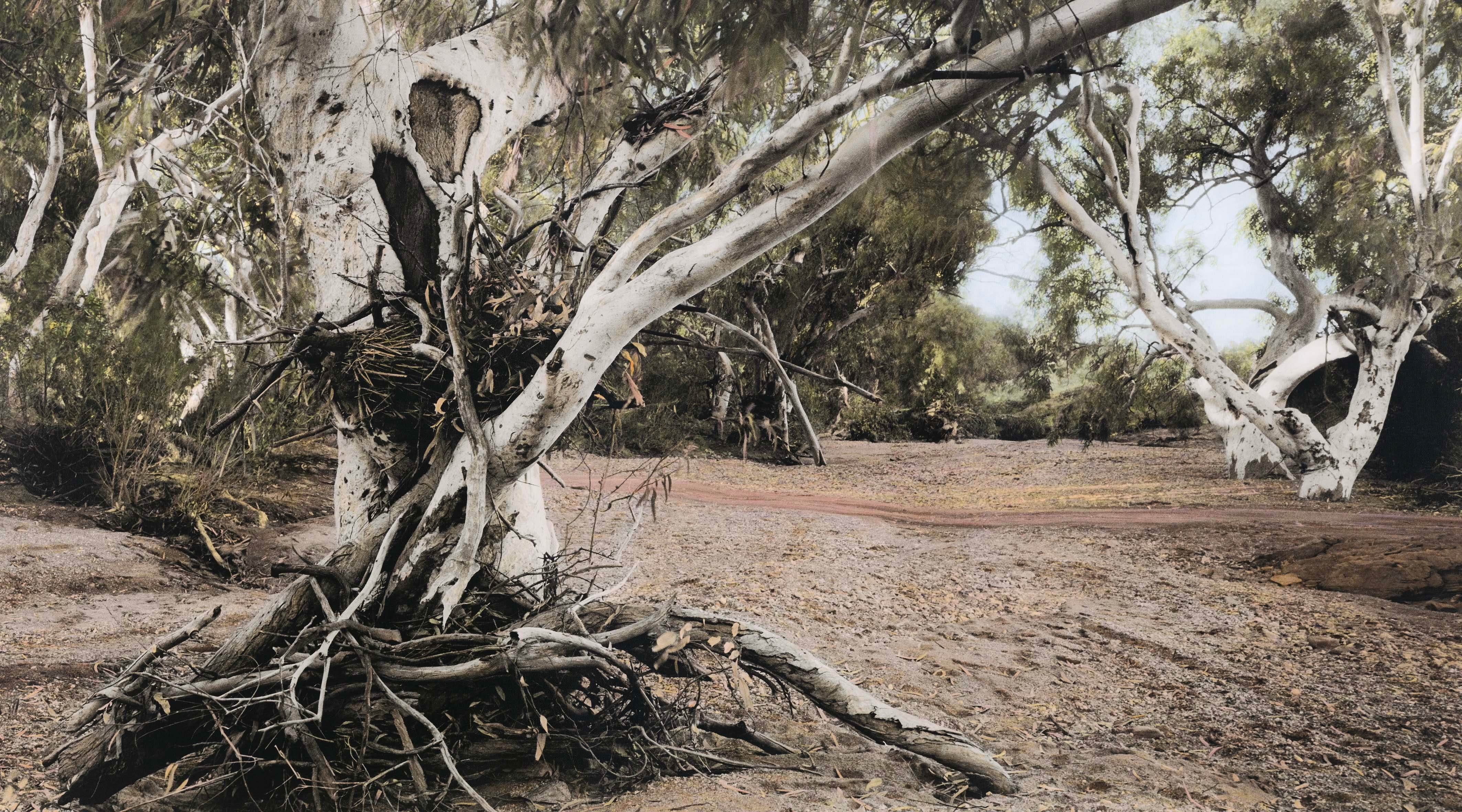 Scar tree, Fowlers Creek a