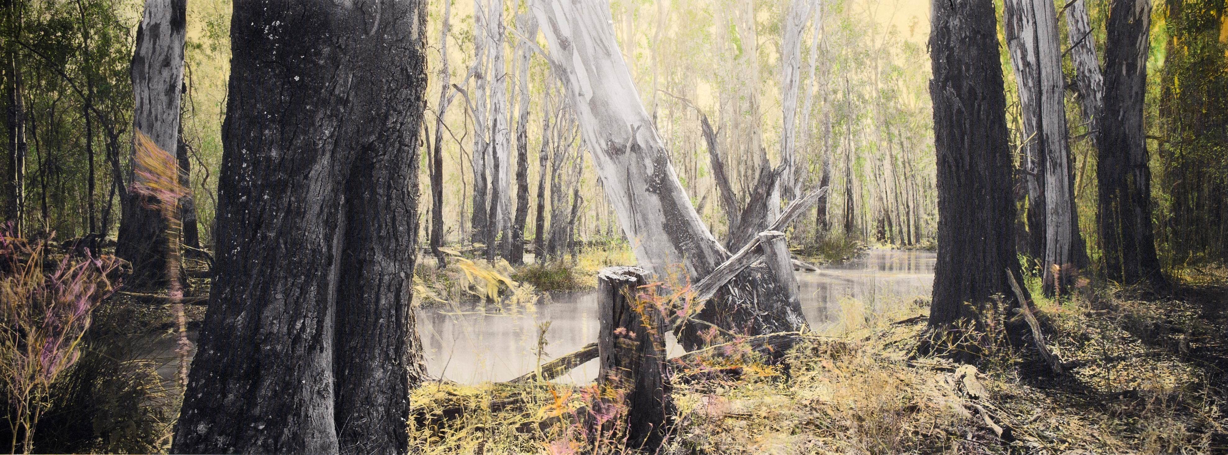 2. Budgee Creek II, Barmah National Park
