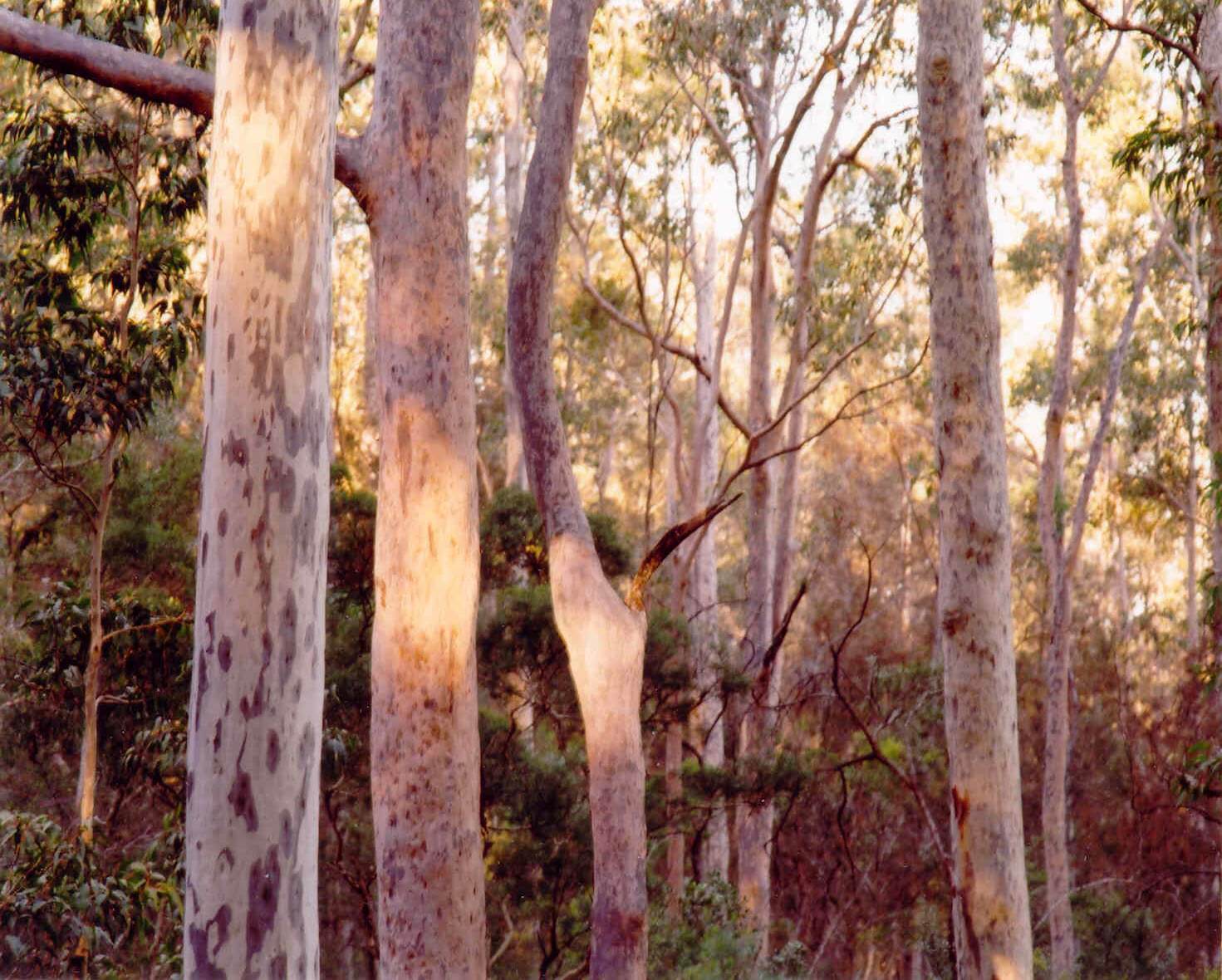Being at Bundanon II
