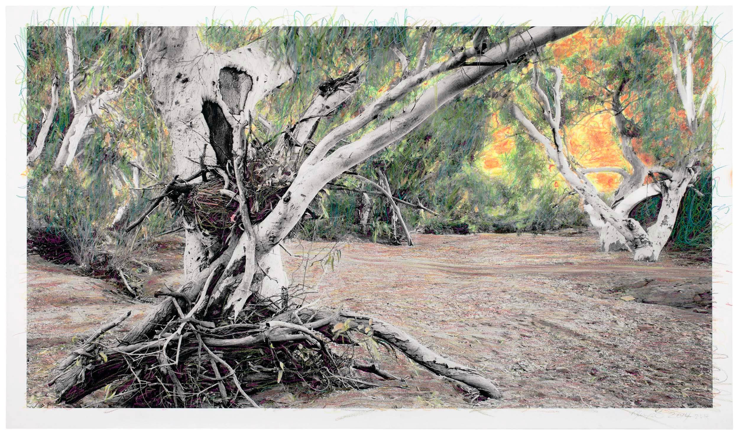 Scar tree Barkindji Country work on paper