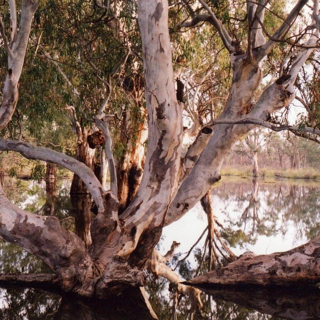 Colour flooded gum