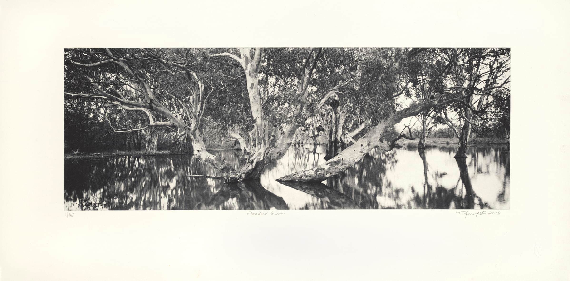 4. Flooded Gum_4965_lr