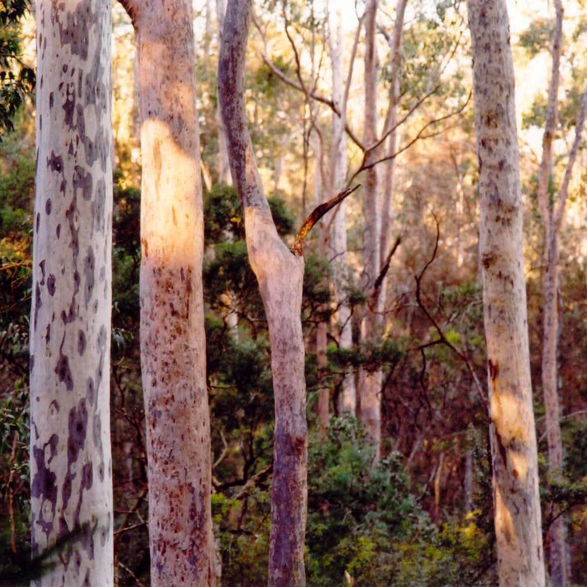 Being at Bundanon I