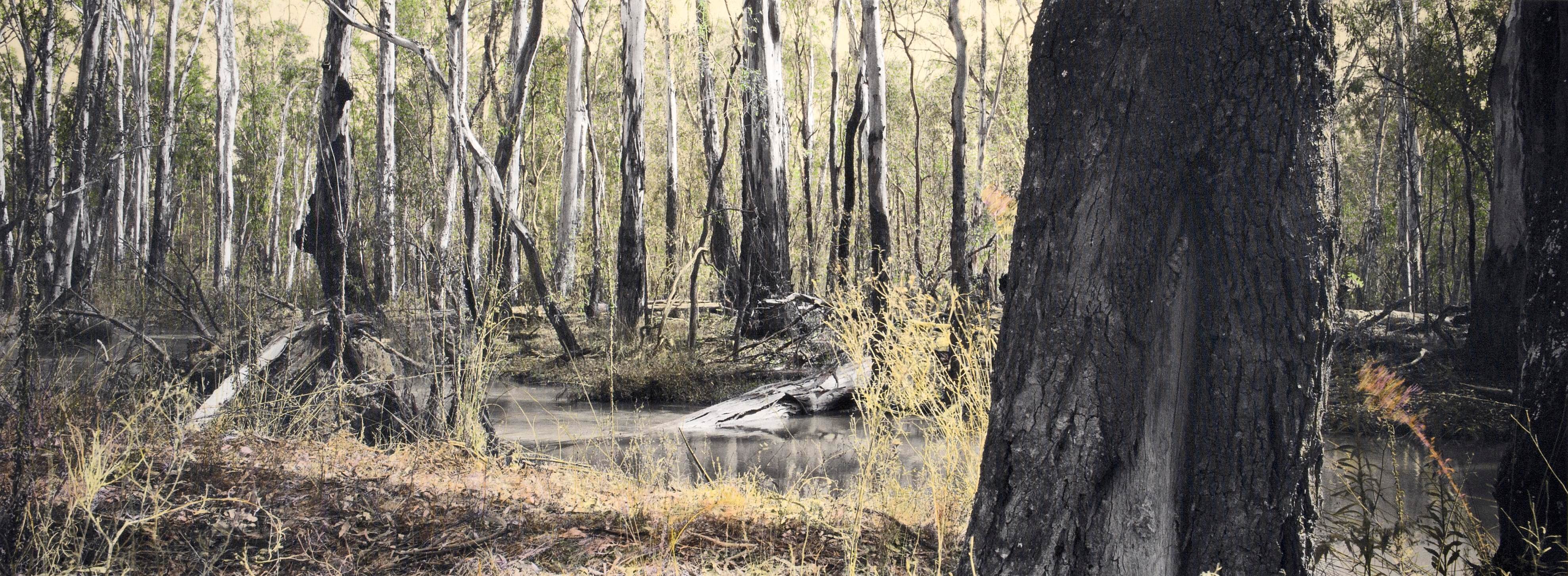 1. Budgee Creek I, Barmah National Park