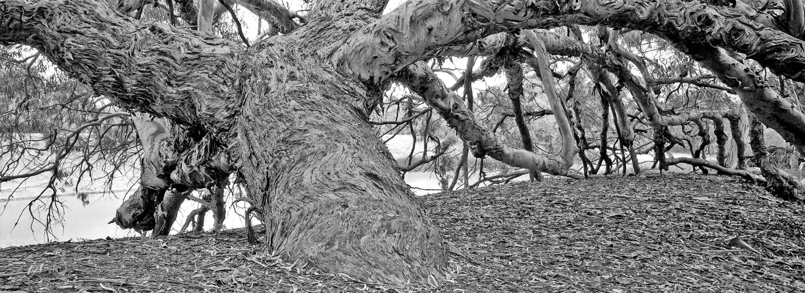 N_Cumpston_Barka shelter copy