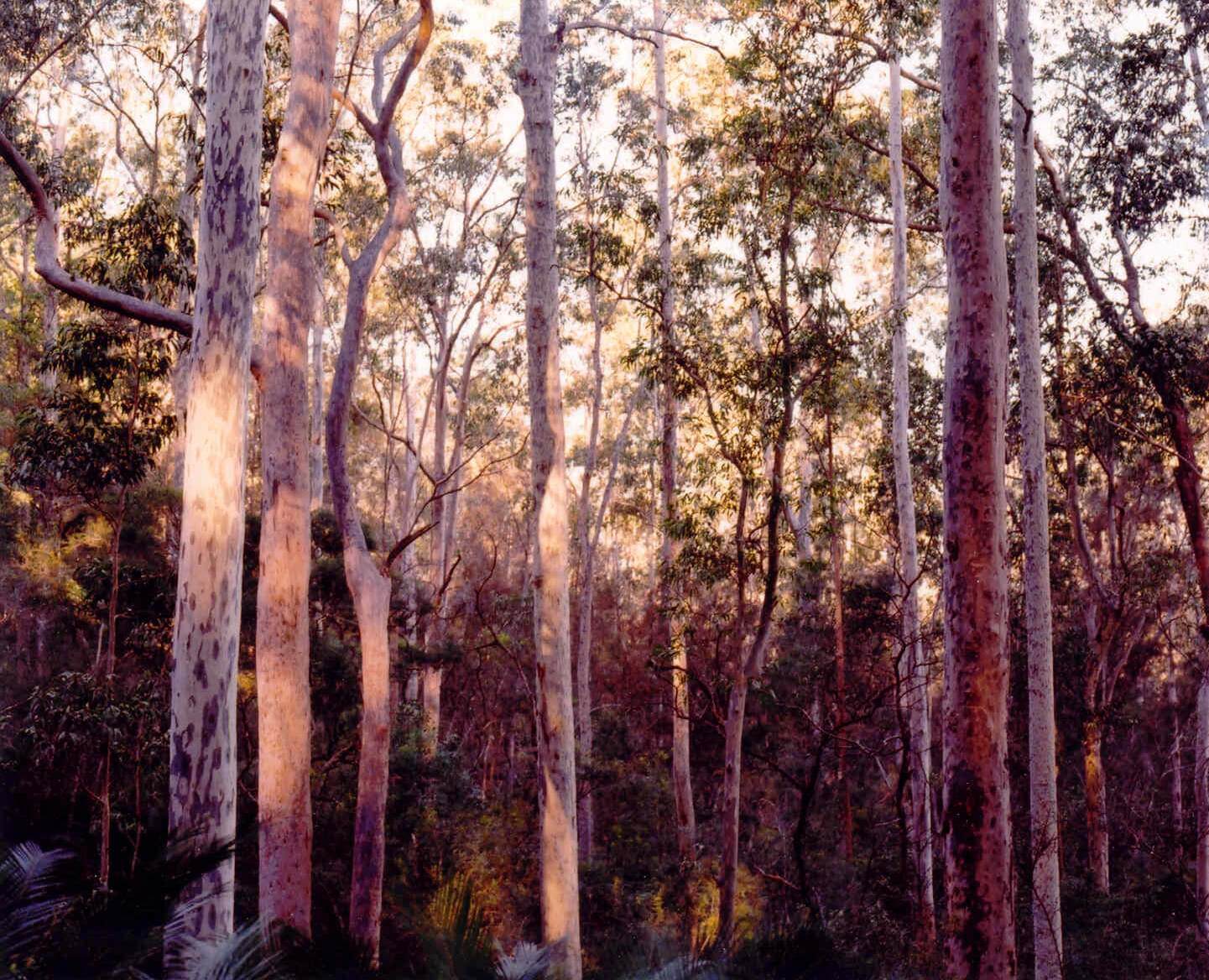 Being at Bundanon III