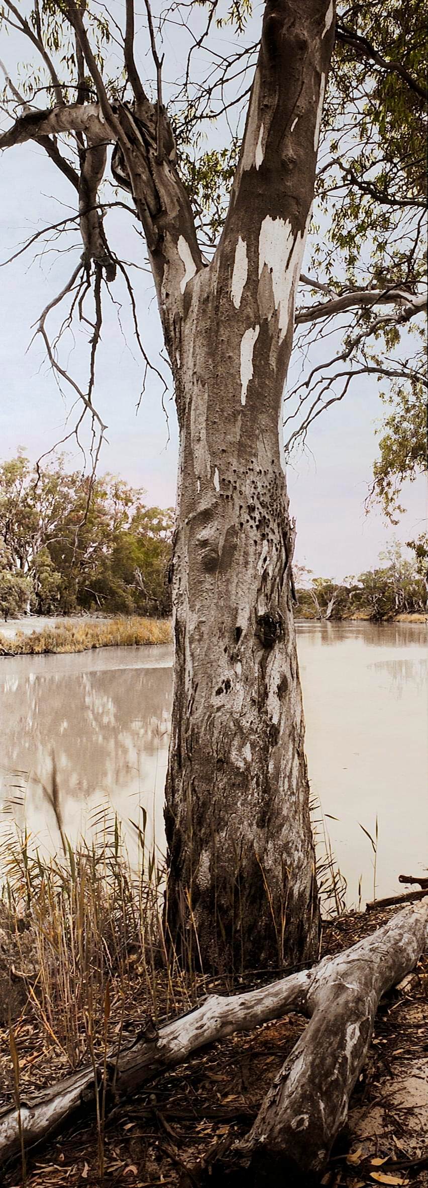 Campsite No17_Katarapko Creek I_Murray River National Park