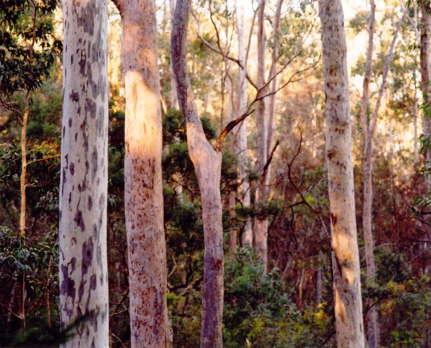 Being at Bundanon I