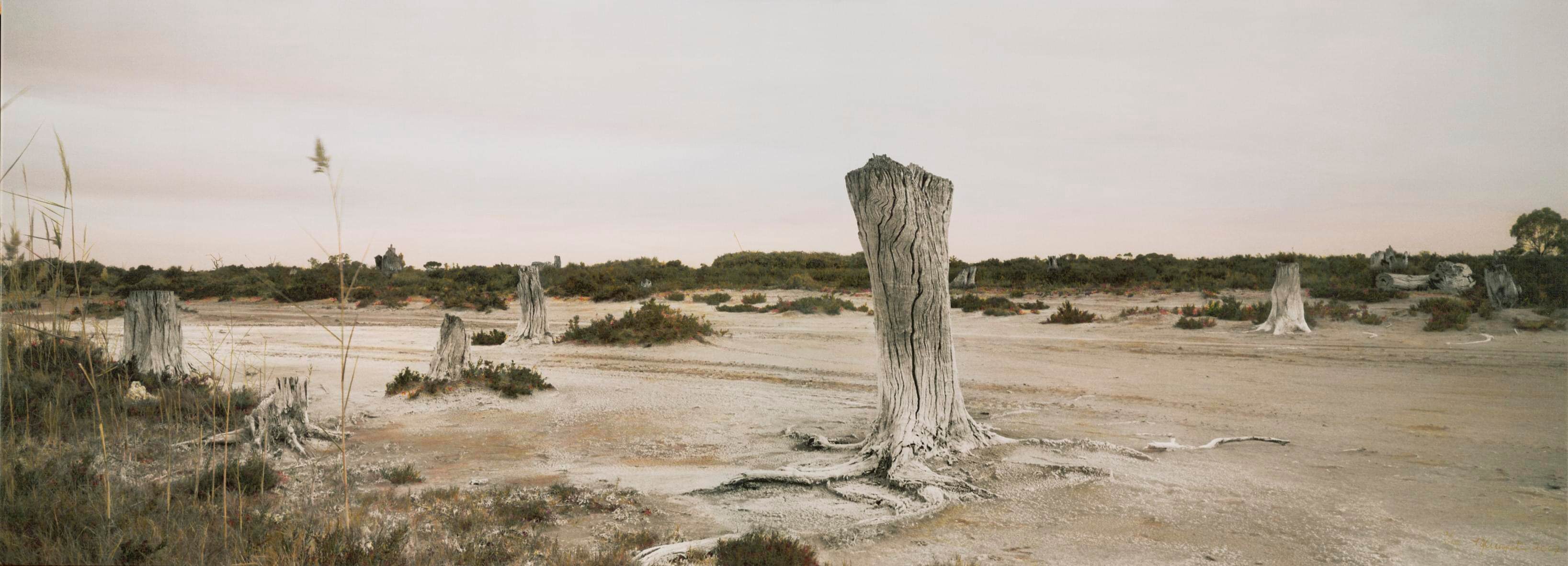 Tree Stumps, Western Shoreline – Nookamka, 2007